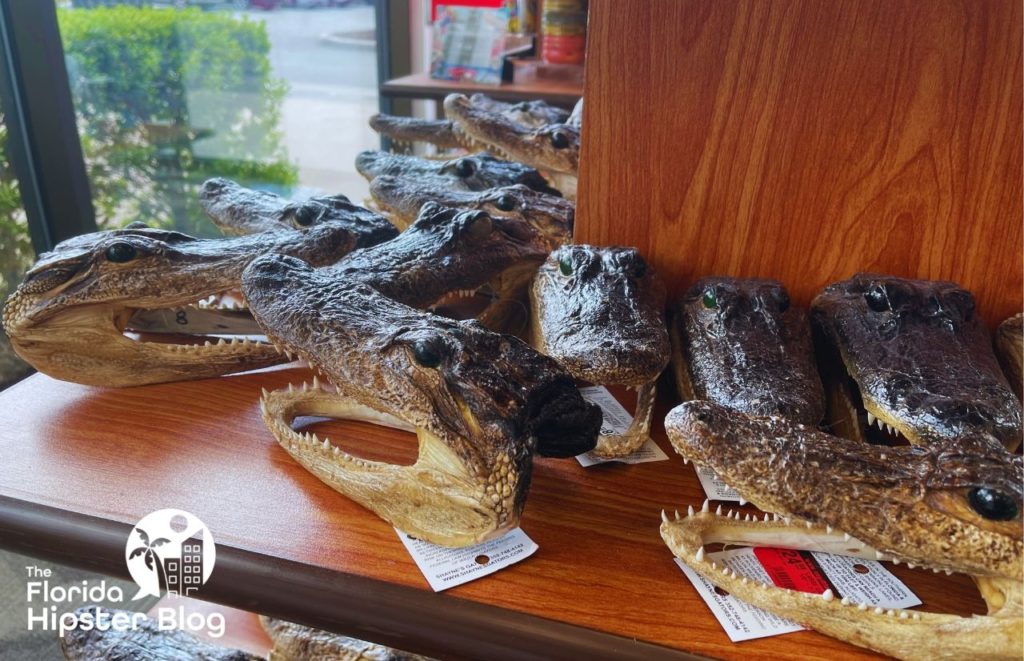 Florida Souvenir Gators. Keep reading to get the best souvenirs from Florida.