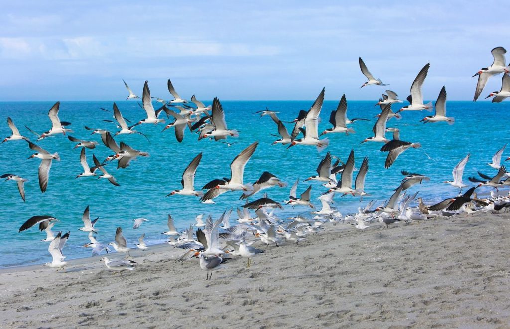 Fort Myers Florida with birds on the beach flying away on my Florida travels.