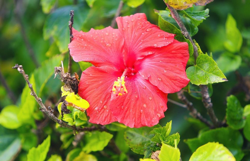 Red Hibiscus Flower on my Florida travels.