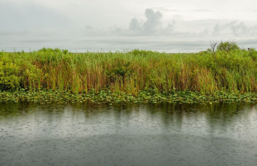 Florida Everglades Swamp during rain storm. Keep reading to get the best rain ponchos for travel to Florida.