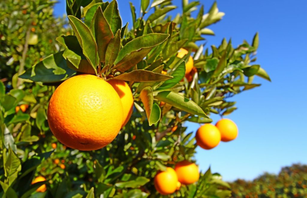 Florida Orange Grove. Keep reading to get the best souvenirs from Florida.