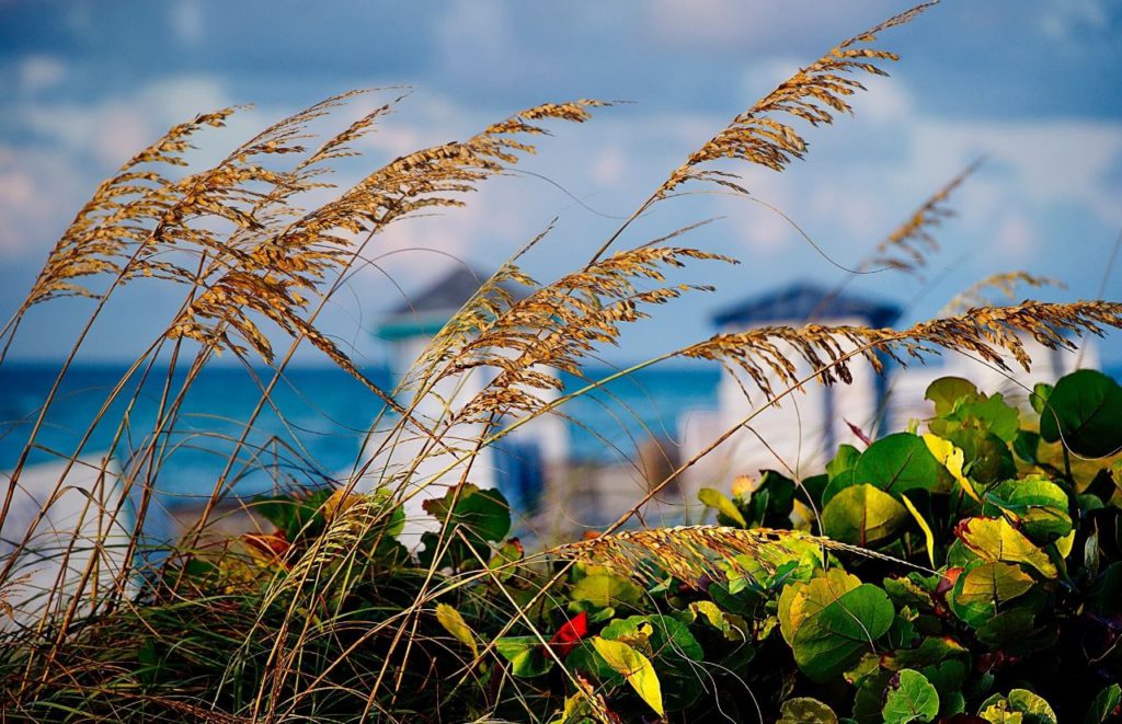 Gulf Coast Florida Beach with swaying brown grass