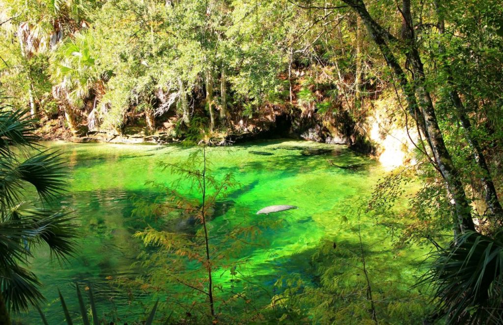 Blue Spring State Park with manatees. Keep reading to find out more ideas for your next day trip from Gainesville.