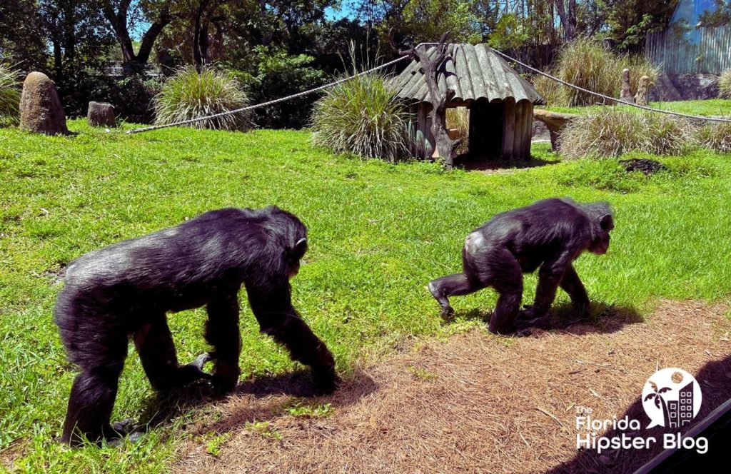Things to do in Tampa Bay, Florida Busch Gardens Chimpanzees. Keep reading for more ideas for your ultimate Florida summer bucket list. 