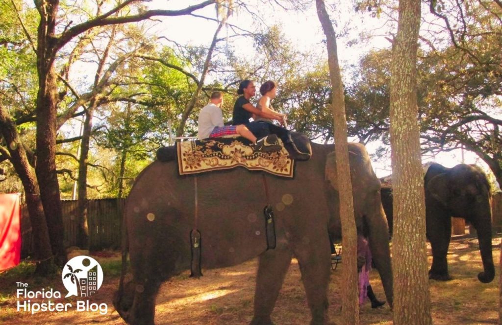 Florida Renaissance Fair Festival NikkyJ on Elephant