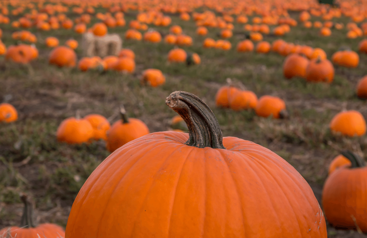 35 Scary and Fun Things to Do in Florida for Halloween (2024) Florida