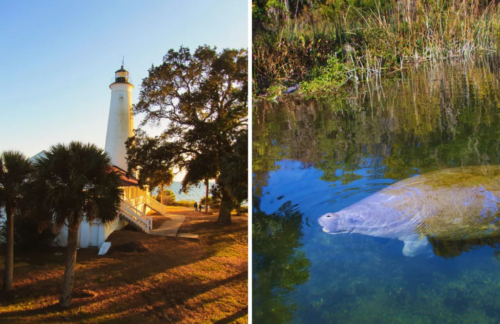 Lighthouse and manatee in Wakulla Springs, Florida. Keep reading to get the best things to do in the Florida Panhandle.