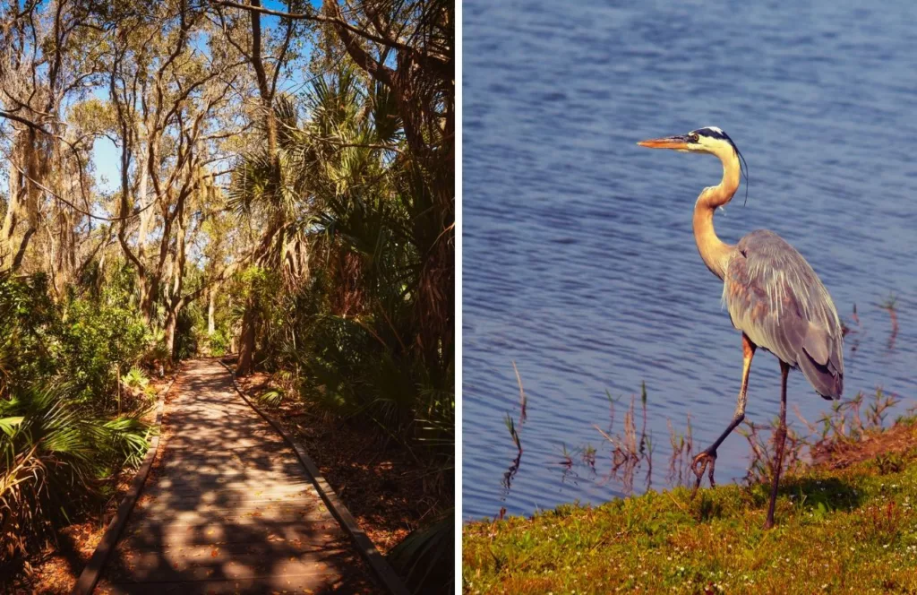 Loftin Wildlife Park boardwalk through forest with bird near the bank of water at Universal of North Florida Nature Trails. Keep reading to find out all you need to know about day trip ideas from Orlando.  