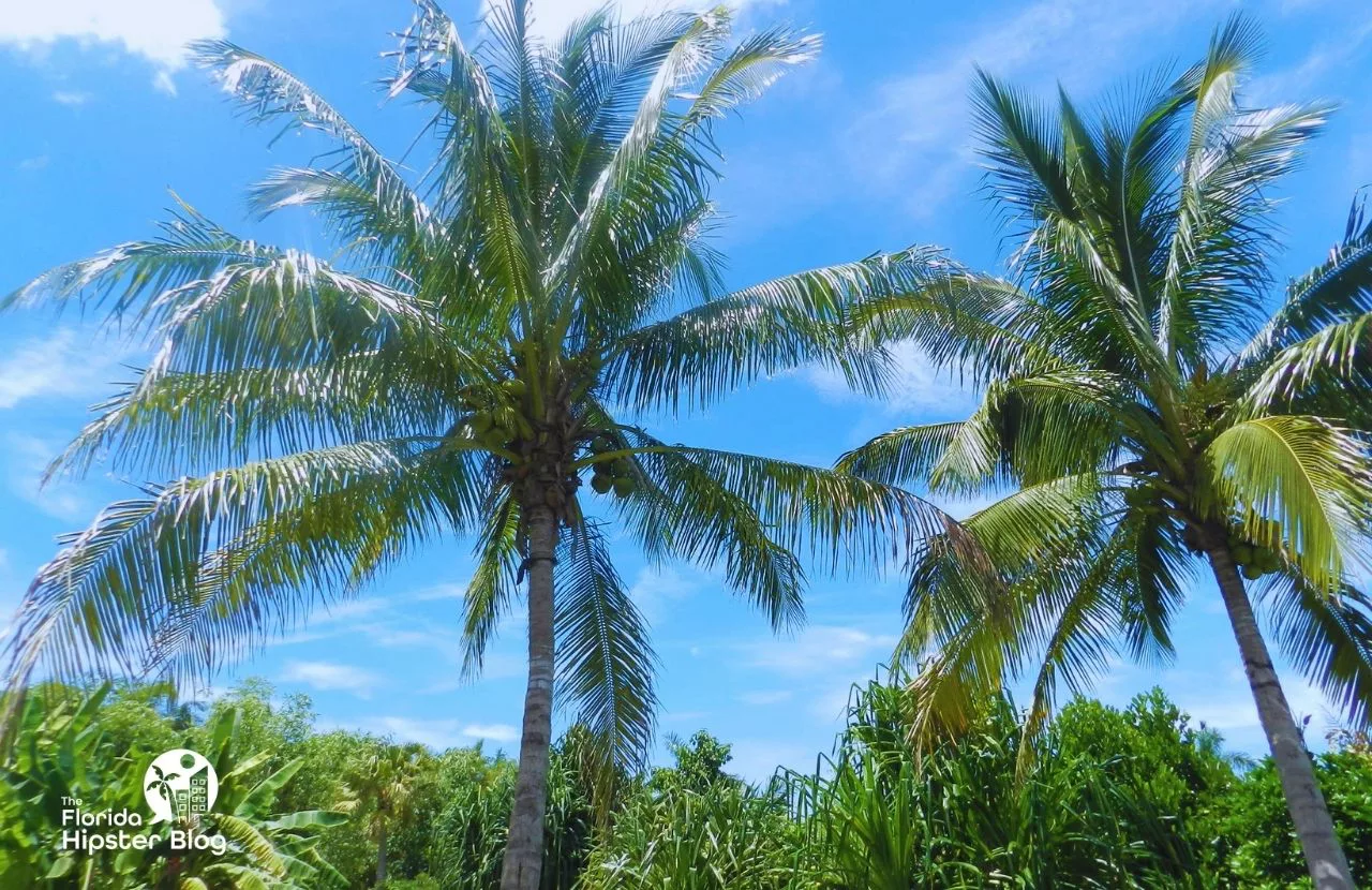 Naples, Florida Palm Trees at the Naples Botanical Garden Florida in March