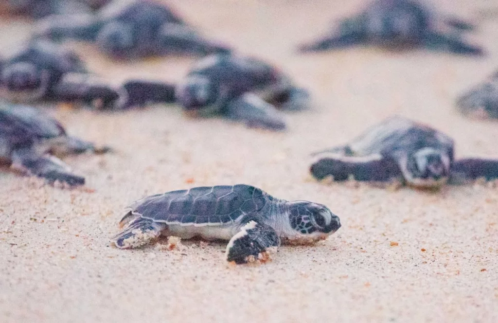 Sea Turtles nesting and hatching on the coast of Florida. Keep reading for the full guide to the best things to do in Florida in the summer. 