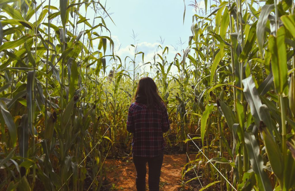 Corn maze in Florida in the fall. Keep reading to discover where are the best pumpkin patches in Florida. 