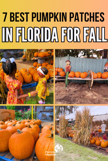 Florida Fall Pumpkin Patch Aesthetic Travel Guide