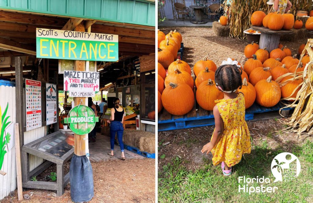 Little Black Girl Enjoying Pumpkins at Great Scott Farms Fall Festival in Mount Dora, Florida. Keep reading to find out all you need to know about the best pumpkin patches in Florida. 