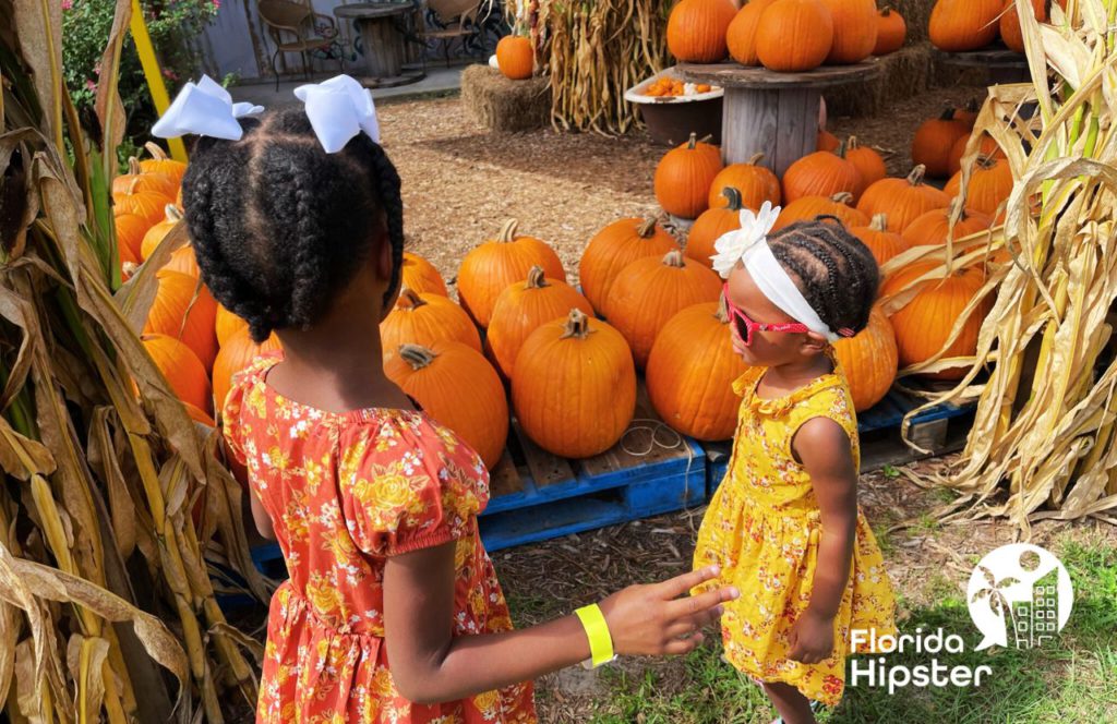 Little Black Girls Enjoy Pumpkins at Great Scott Farms Fall Festival in Mount Dora, Florida. Keep reading to find out the best places to visit in Florida in the fall. 