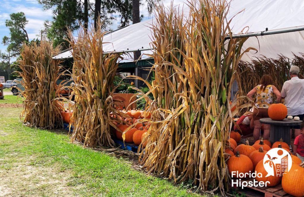 Pumpkins at Great Scott Farms Fall Festival in Mount Dora, Florida. Keep reading to learn more about the best pumpkin patch Florida. 