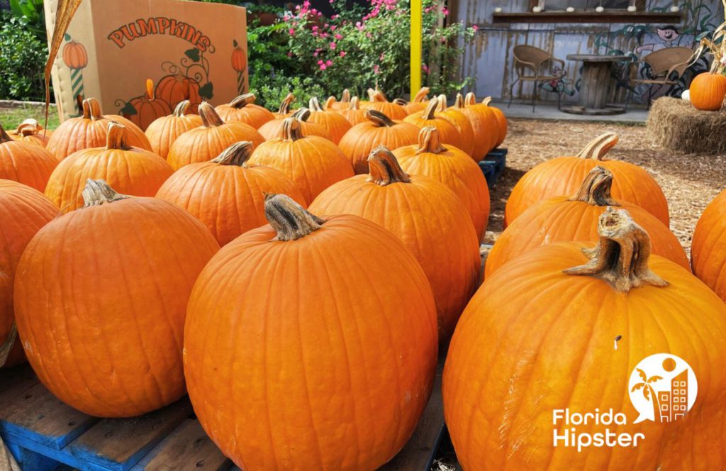 Pumpkins at Great Scott Farms Fall Festival in central Florida. Keep reading to learn more about the best pumpkin patch Florida. 