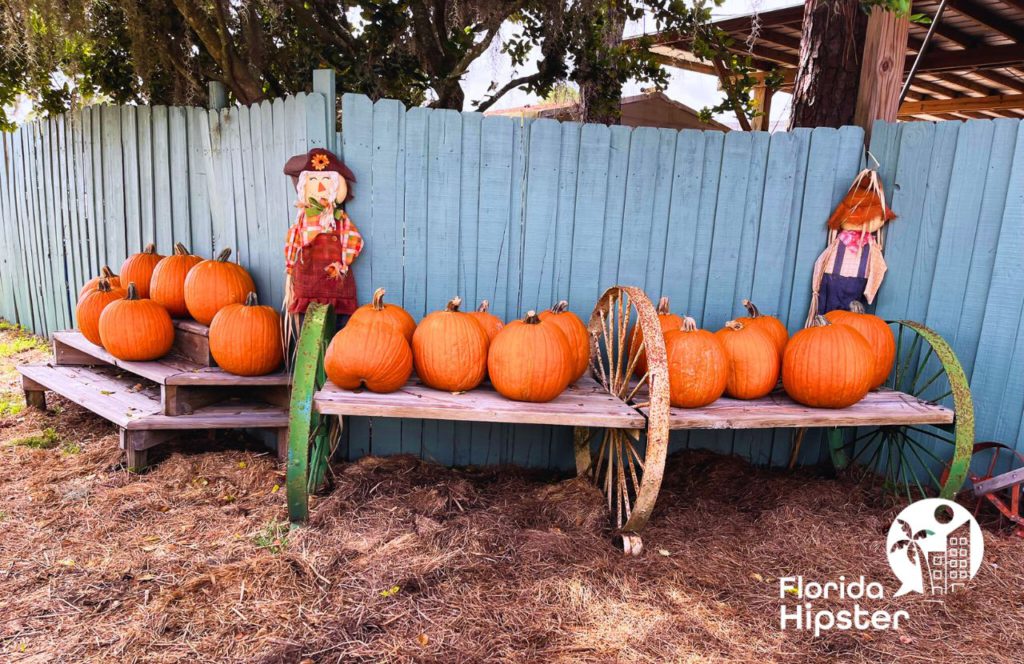 Pumpkins at Great Scott Farms Fall Festival in Mount Dora, Florida