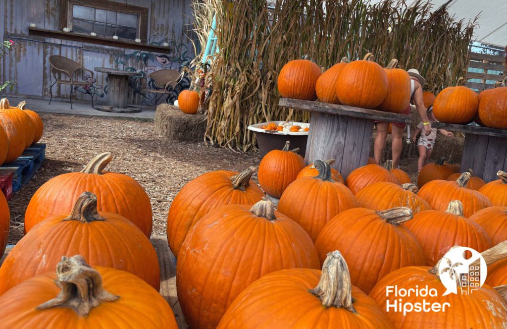 Pumpkins at Fall Festival Florida. Keep reading to learn more about Florida pumpkin patches to visit. 