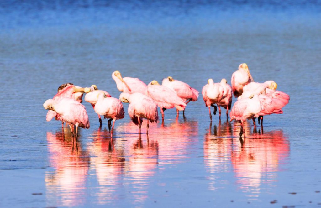 Roseate Spoonbills J.N. _Ding_ Darling National Wildlife Refuge Sanibel Island Beach, Florida